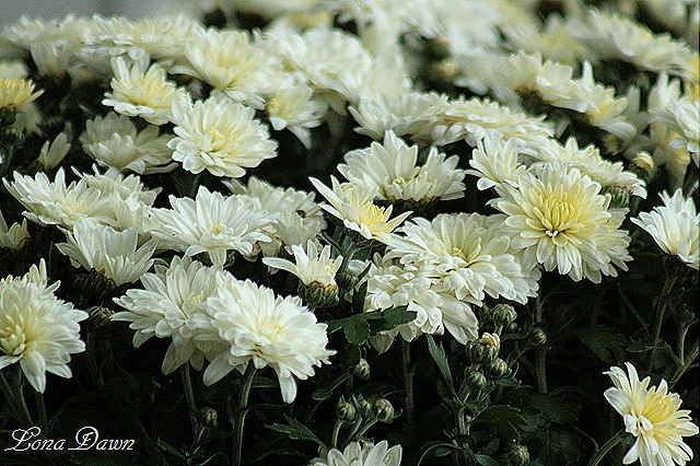 [Chrysanthemums_White%255B8%255D.jpg]