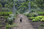 Speaking of roses, Francesca, did you know that their petals are edible if they're pesticide free?  And did you know that here are other edible flowers in the vegetable garden?