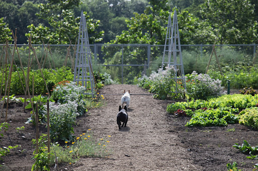 Speaking of roses, Francesca, did you know that their petals are edible if they're pesticide free?  And did you know that here are other edible flowers in the vegetable garden?