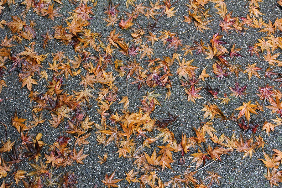 [111215_acer_palmatum1%255B2%255D.jpg]