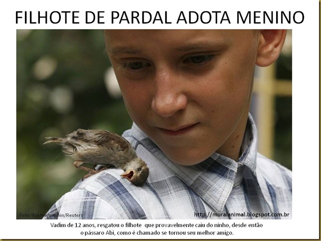 FILHOTE DE PARDAL ADOTA MENINO