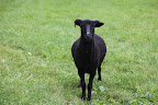 Bahhhh!  We, sheep like the cloud cover because our dark fleece soaks up the sun and makes us hot!  However, head to the chickens if you want to spot more color.