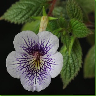 Achimenes Blue Spark Achimenes Blue Spark