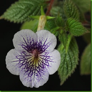 Achimenes Blue Spark