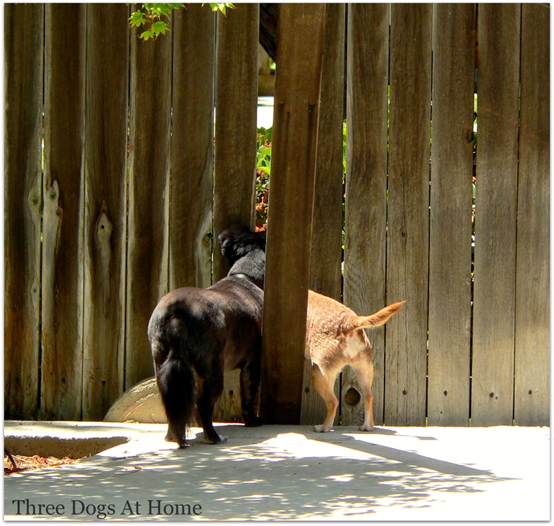 [dogs%2520at%2520fence1%255B4%255D.jpg]