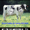 cowfield1.jpg