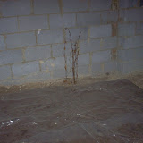CrawlspacePics