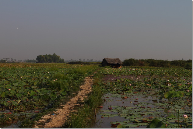 Lotus farms enroute to Tonle Sap, Cambodia