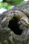 Do you think it leads to another dimension?  A squirrel dimension, perhaps?