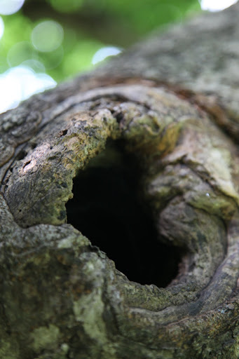 Do you think it leads to another dimension?  A squirrel dimension, perhaps?