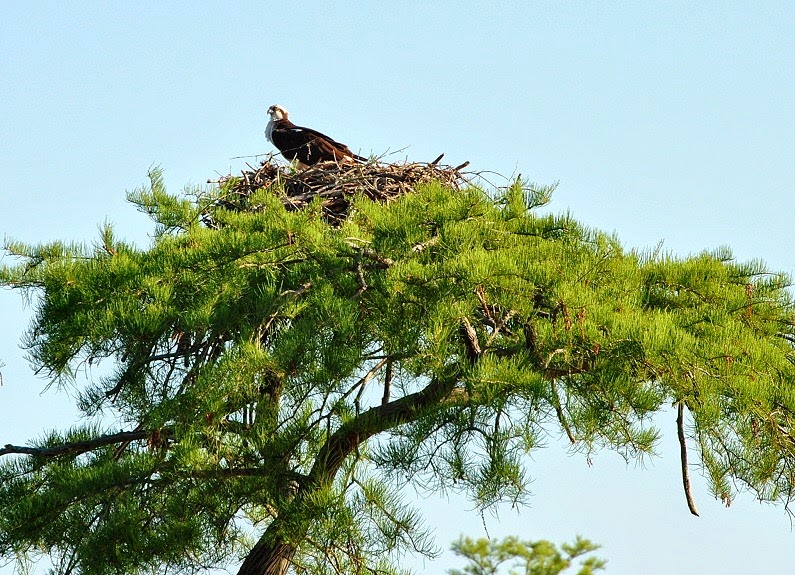 [07---First-Osprey-Nest---paddled-up-%255B2%255D.jpg]