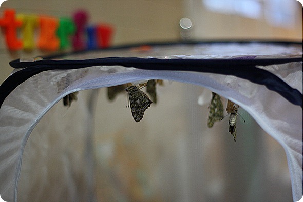 IMG_9358 IMG_9358