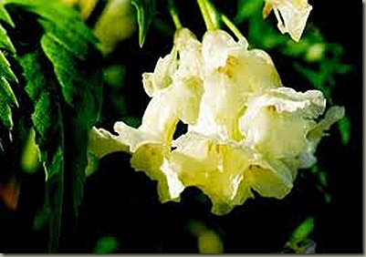 cardamine enneaphylla