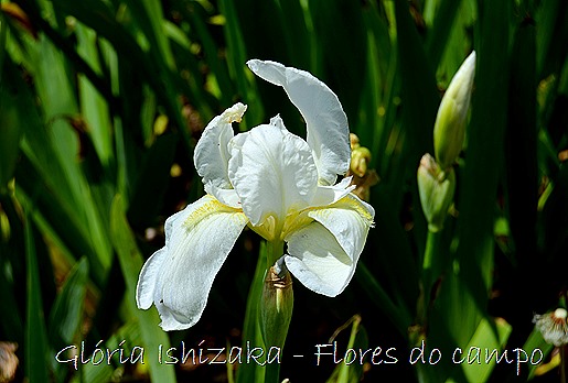Glória Ishizaka -flor  1