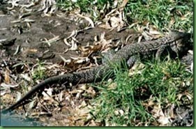 lagarto lagarto