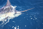 IMG_0019.jpg