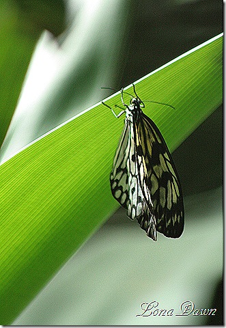 FPC_Buterfly_Unknown
