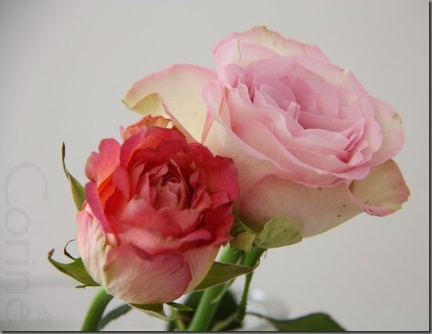 rozen rozen