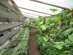 Right behind the vegetable garden is this green house and herb garden.