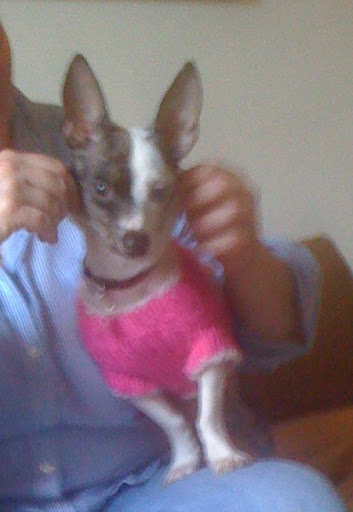 Sweater, n.: Garment worn by child when its mother is feeling chilly. --Ambrose Bierce (In photo: Pepper with Kelly, the loving mom of 3 rescued pooches) Sweater, n.: Garment worn by child when its mother is feeling chilly. --Ambrose Bierce (In photo: Pepper with Kelly, the loving mom of 3 rescued pooches)