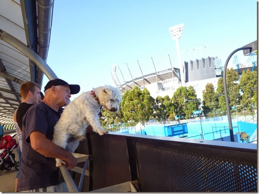 A Dog Watching Tennis A Dog Watching Tennis