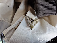 zmrocznik wilczomleczek