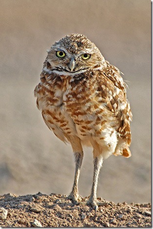 better-bird-photography-7 better-bird-photography-7