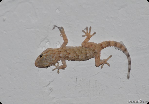 DSC_0434 DSC_0434