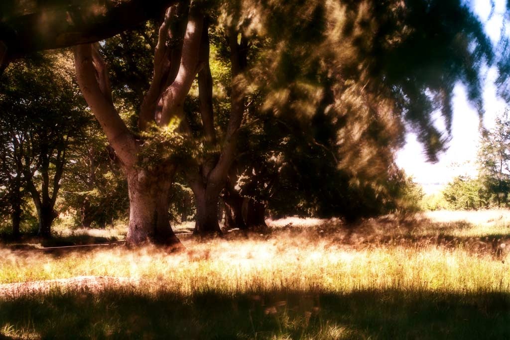 [The-Trees-33.jpg]