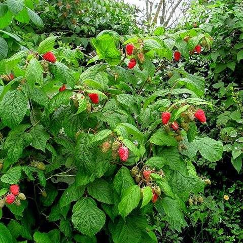 loganberries