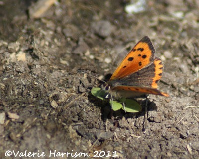 [small-copper%255B2%255D.jpg]