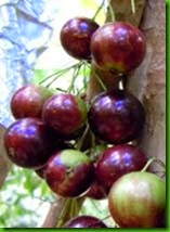 Jaboticaba hibrida