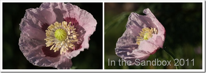 Bella's-poppies-diptychLR