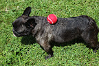 Franny, balancing a round ball is very challenging and you are really good at it!