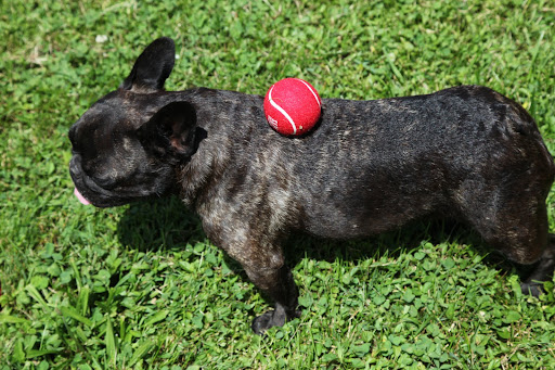 Franny, balancing a round ball is very challenging and you are really good at it!