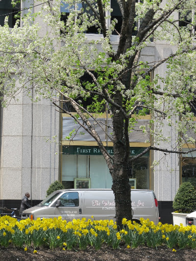 A crowd of daffodils in the Park Ave. median.