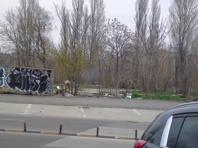 [Fum%2520de%2520gunoaie%2520arse%2520pe%2520Mircea%2520voda%255B4%255D.jpg]