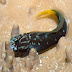 Black Combtooth Blenny - Photo (c) 104623964081378888743, some rights reserved (CC BY-NC-SA)