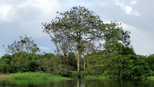 Aves na Reserva Mamirauá