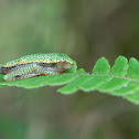 Winged Gliding Frog - Juvenile male