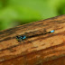 Damsel.dscn8495