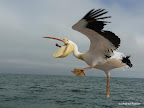 Bootstour, Walfish Bay