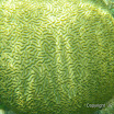  Snorkel Buck Island Reef 