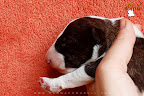 3 days old