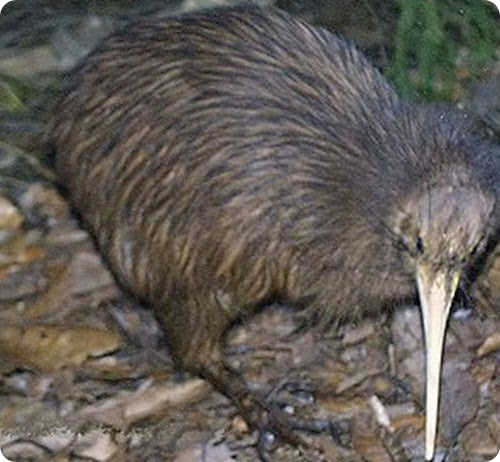 Kiwi bruno