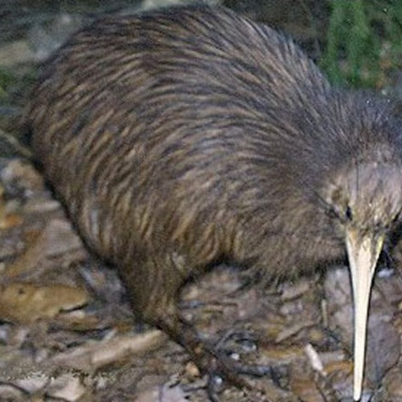 La sopravvivenza del kiwi australe o kiwi bruno è minacciata dalla introduzione di predatori alloctoni.