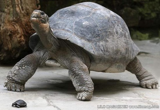 [Giant-Tortoise-014.jpg]