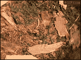 Trap-door-spider-catches-cricket