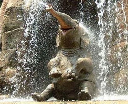 elefante-doccia