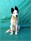 Palomita. Hembra joven. Muy amorosa, juguetona, activa, sociable, noble, tierna.